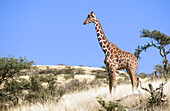 Reticulated Giraffe (Giraffa camelopardalis reticulata). Kenya
