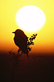 Lilac-breasted Roller (Coracias caudata) at sunrise. Masai Mara. Kenia