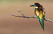 European Bee Eater (Merops apiaster). Spain