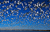 Snow Geese and Ross s Geese (Chen caerulescens, Ch. rossii) in winter range. Bosque del Apache National Wildlife Refuge. New Mexico. USA