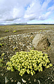 Sea Sandwort (Honckenya peploides). Iceland