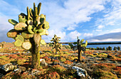 Prickly pear cactus (Opunta echios). Plaza Sur. Galápagos Islands. Ecuador