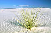 Soaptree Yucca (Yucca elata). White Sands National Monument. New Mexico. USA