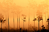 Pines in fog. Everglades Natinal Park. Florida. USA