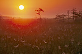 Spider webs at sunrise. Everglades National Park. Florida. USA