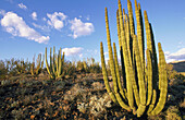 Organ Pipe Cactus (Cereus thurberi). Organ Pipe Cactus National Monument. Arizona. USA