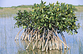 Red Mangrove (Rhizophora mangle)