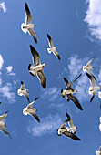 Laughing Gull (Larus atricilla) flying. Florida. USA