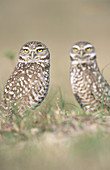 Burrowing Owl (Speotyto cunicularia). Florida, USA