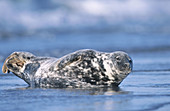 Female Grey Seal (Halichoerus grypus) Island of Helgoland. Germany