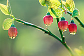 Flowers of the bilberry (Vaccinium myrtillus). Finland.