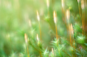 Moss (Polytrichum sp.). Finland.