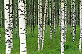 Birch grove (Betula pendula). Finland.