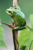 Common treefrog (Hyla arborea). Lower Saxony. Germany.