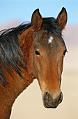 Namib wild horse (Equus caballus). Klein Aus. Namibia.