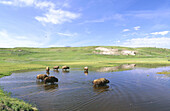 American Bisons (Bison bison). Yellowstone National Park. Wyoming. USA