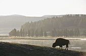American Bison (Bison bison), female. Yellowstone River. Wyoming. USA
