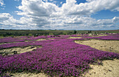 Spergularia purpurea. Extremadura. Spain