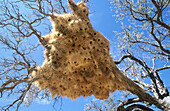 Colony nest of Sociable Weavers (Philetairus socius). Namibia.