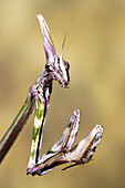 Mantis (Empusa pennata), female