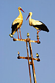White Storks (Ciconia ciconia). Spain