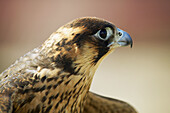 Eleonora s Falcon (Falco eleonorae)