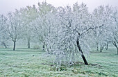 Hoarfrost in Tablas de Daimiel. Ciudad Real Province. Castilla-La Mancha. Spain