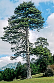 Pine (Pinus halepensis)