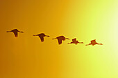 Cranes flying. Laguna de Gallocanta area, Zaragoza province. Aragón, Spain