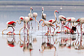 Greater Flamingo (Phoenicopterus ruber). Fuente de Piedra pools, Málaga province. Andalusia, Spain