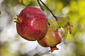 Pomegranates. Axarquía, Costa del Sol. Málaga province, Andalusia, Spain