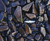 Stickleback (Pungitius aculeatus). Oland, Sweden