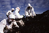 Volunteers dressed with protective clothing cleaning up the oil spill ( chapapote ) from Prestige tanker. Dec. 2002. Galicia. Spain