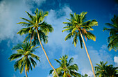 Palm trees. Meerufenfushi island. North Male Atoll. Maldives
