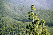 Pine Trees. Tenerife. Canary Islands. Spain.