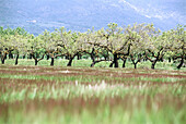 Fruit trees in early spring. Àger. Lleida province, Spain