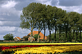 Tulip fields. North Holland.