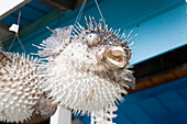 Pufferfish hanging in a souvenir shop at North Point, Barbados, Caribbean