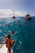 People snorkeling in the Atlantic Ocean, West Coast, Barbados, Caribbean