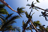 Palm trees at Diani Beach, Coast, Kenya