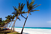 Palm trees at Diani Beach, Coast, Kenya