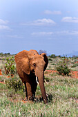 African Bush Elephant (Loxodonta africana) in savannah, Tsavo East National Park, Coast, Kenya