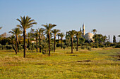 Mosque amongst palm trees, Hala Sultan Tekke mosque at Larnaka Salt Lake, Larnaka, South Cyprus, Cyprus