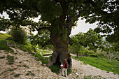 Woman looking at a hundred year old oak tree near Fythi, Troodos mountains, South Cyprus, Cyprus