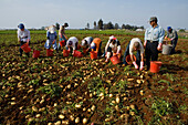 Eine Gruppe Leute bei der Kartoffel Ernte, Perivolia, bei Larnaka, Südzypern, Zypern