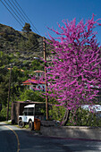 Rosa Kirschblüten in Dorf Moutoullas, Marathasa Tal, Troodos Gebirge, Südzypern, Zypern