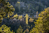 Mountain landscape with forest and cherry blossoms, near Pedoulas, Marthasa valley, Troodos mountains, South Cyprus, Cyprus