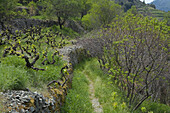 Hiking trail through vineyards in the Troodos mountains, South Cyprus, Cyprus