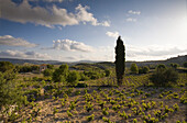 Vineyards near Arsos and cypress tree, Agriculture, Troodos mountains, South Cyprus, Cyprus