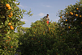 Mann bei der Orangenernte, Orangenhain, Orange, Güzelyurt, Morfou, Nordzypern, Zypern